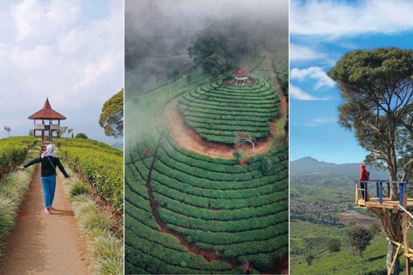 Gunung Nini Malabar, Menyajikan Pemandangan Kawasan Kebun Teh yang Menyejukkan Mata Gunung Nini Malabar