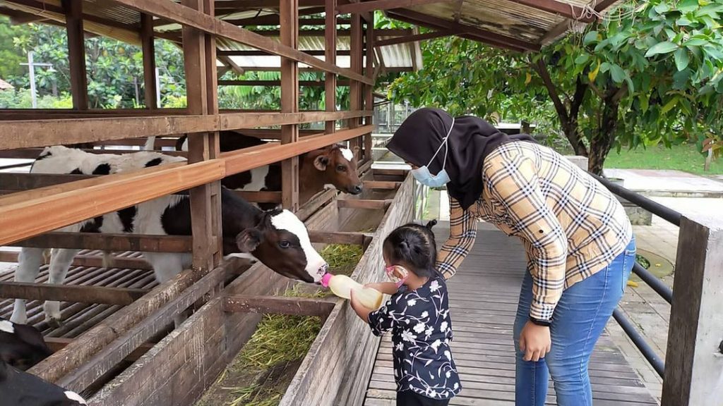 Kuntum Farm Field Bogor, Wisata Edukasi Keluarga yang Cocok Untuk Anak Anak  dengan Kegiatan Pertanian dan Peternakan