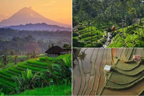 Jatiluwih Rice Terrace